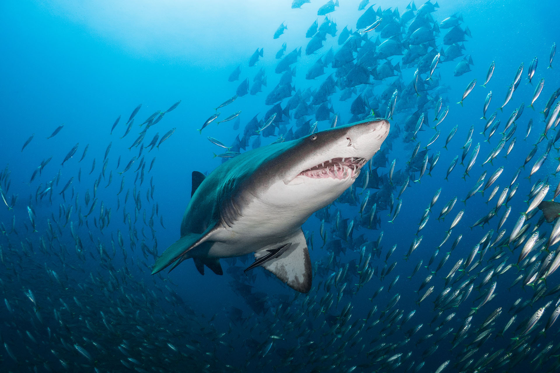 Sand tiger sharks (Carcharias taurus), North Carolina, United States