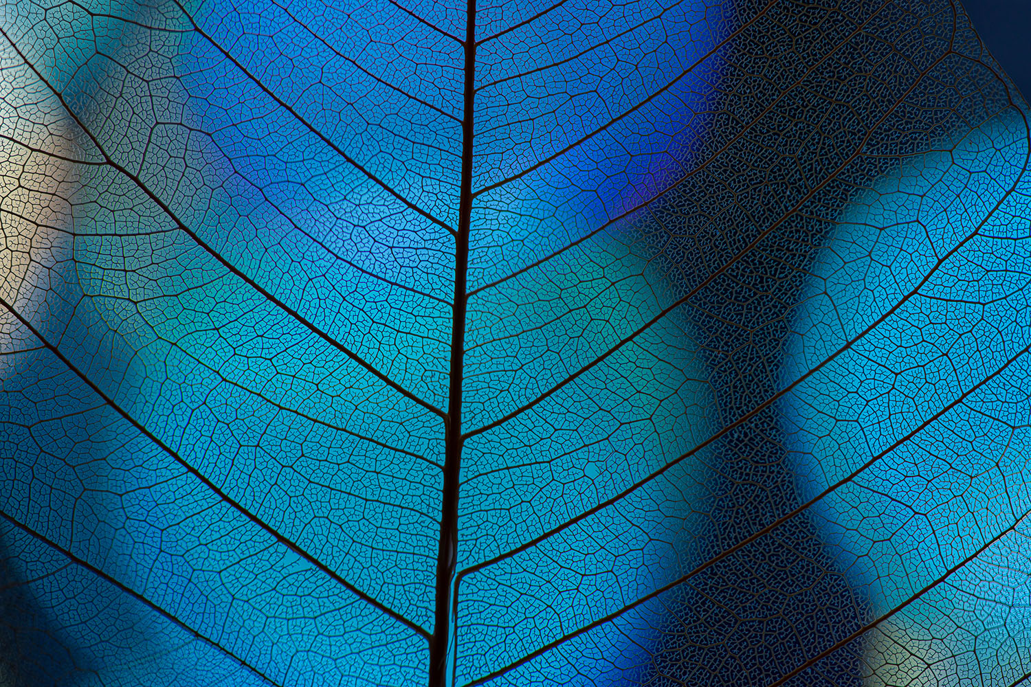 leaf texture, leaf background with veins and cells